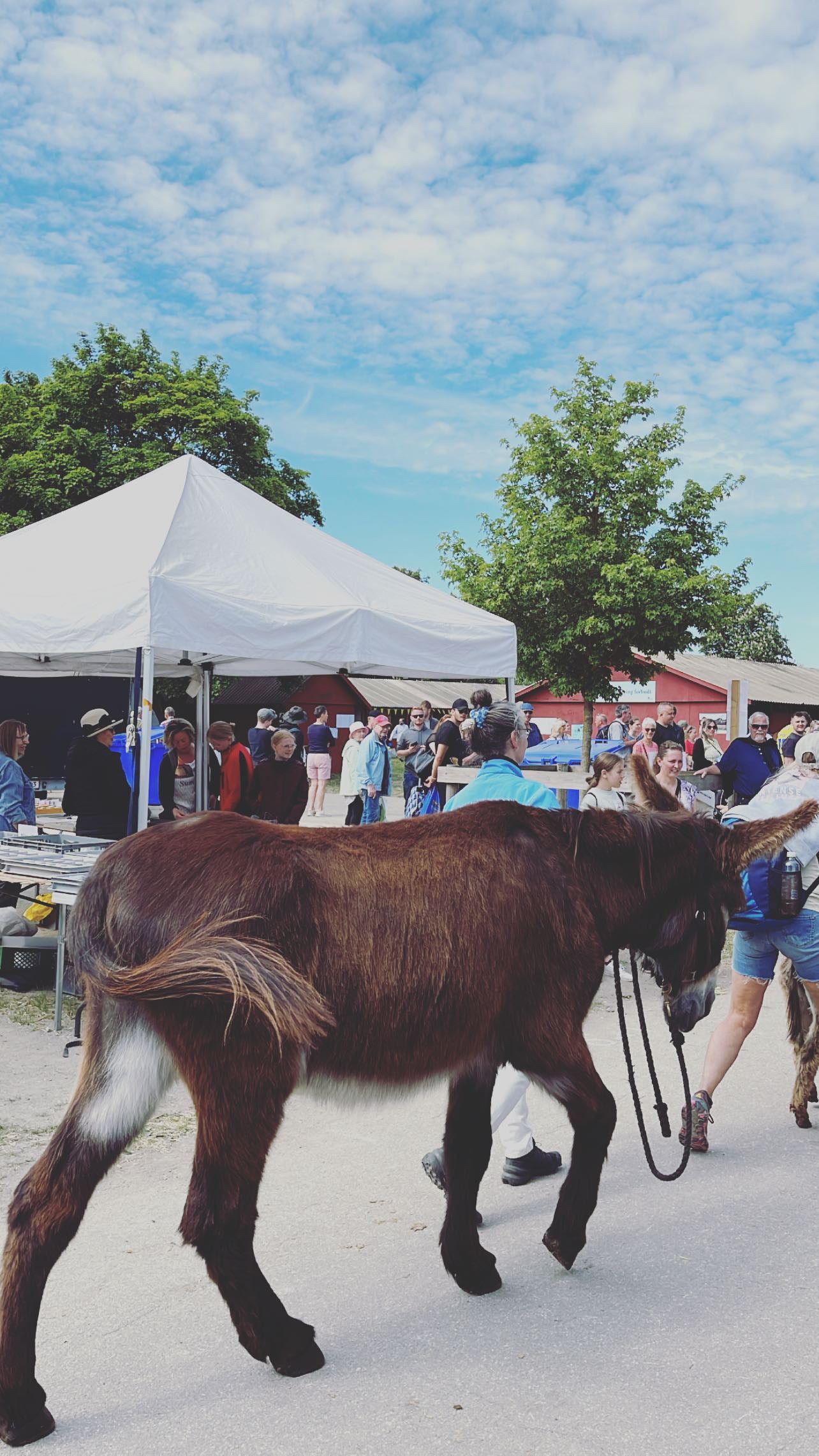 5 År med Udstillinger: En Fortælling om GMS's Rejse mod Perfektion
